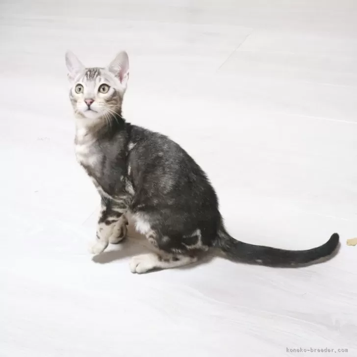 ID:2501-02539の子猫