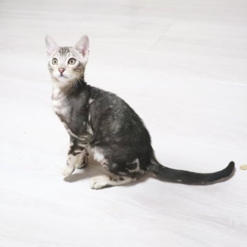 ベンガル【京都府・男の子・2024年11月23日・シルバーマーブル】の写真「イケにゃんです。ご見学当日お迎え可能です」