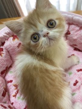 エキゾチックショートヘア【埼玉県・男の子・2021年4月15日・レッドタビー&ホワイト】の写真「甘えん坊くん」