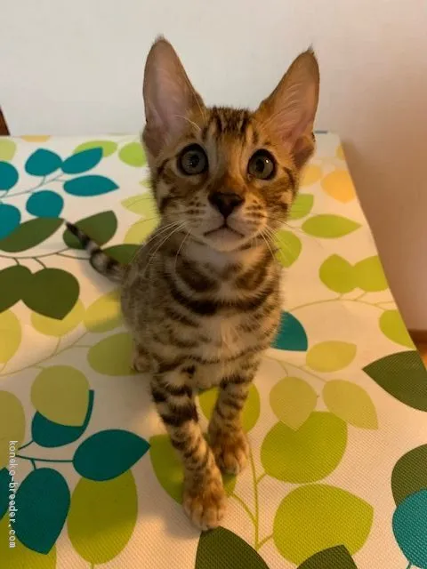 ID:2011-00742の子猫