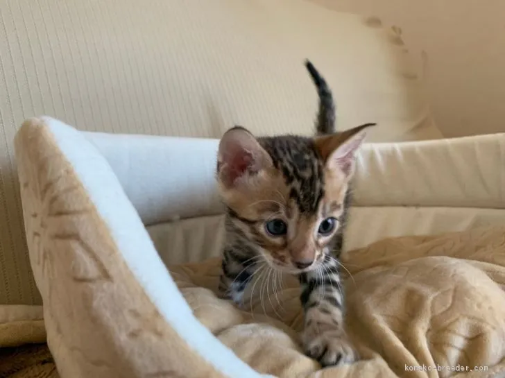 ID:2005-00694の子猫