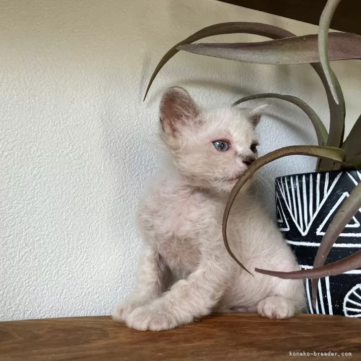 ID:2408-00633の子猫
