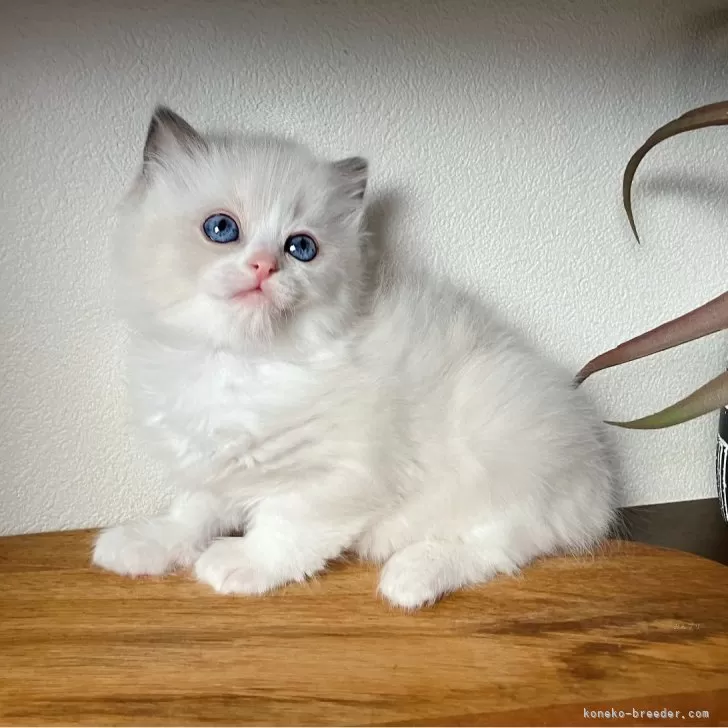 ID:2412-00377の子猫
