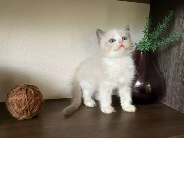 ラグドール【埼玉県・女の子・2025年8月8日・ブルーポイントバイカラー(フワフワな長い毛)】の写真「お転婆性格なお嬢ちゃん」