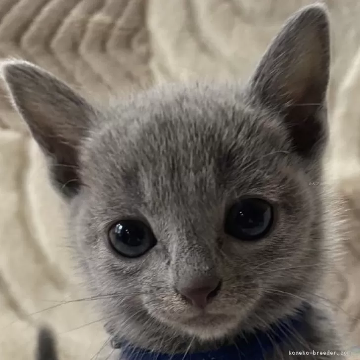 ID:2502-02016の子猫