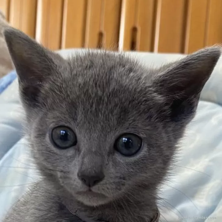 ID:2502-01989の子猫