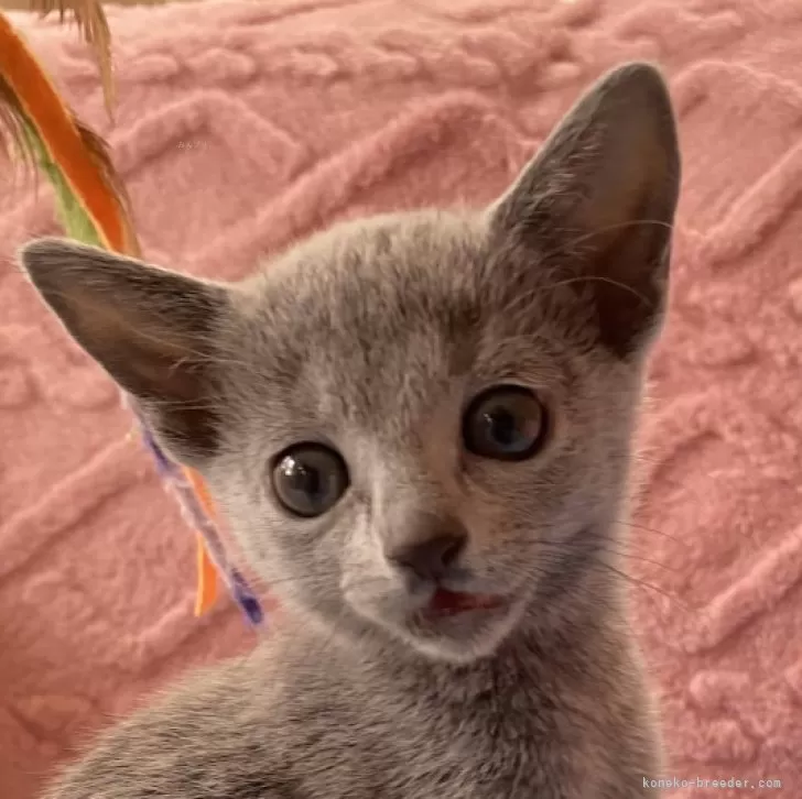 ID:2502-02481の子猫