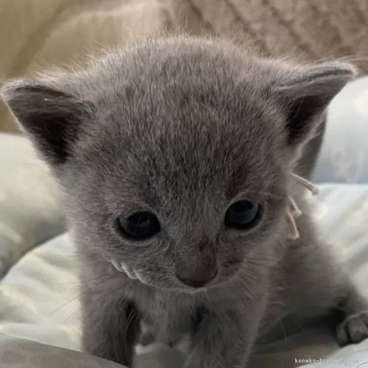 ID:2502-02017の子猫
