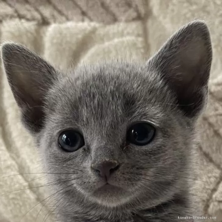 ID:2502-02018の子猫