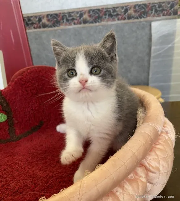 ID:2206-01358の子猫