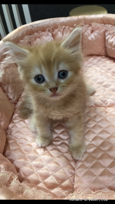 M.S 様のお迎えした子猫