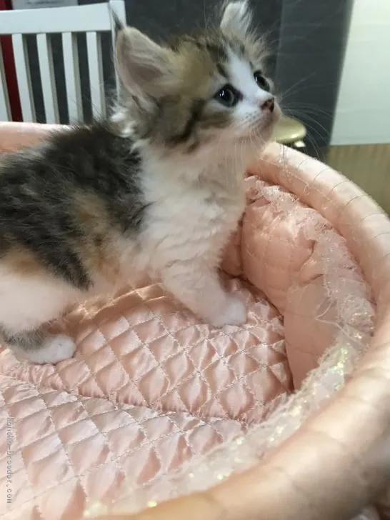 M.S 様のお迎えした子猫