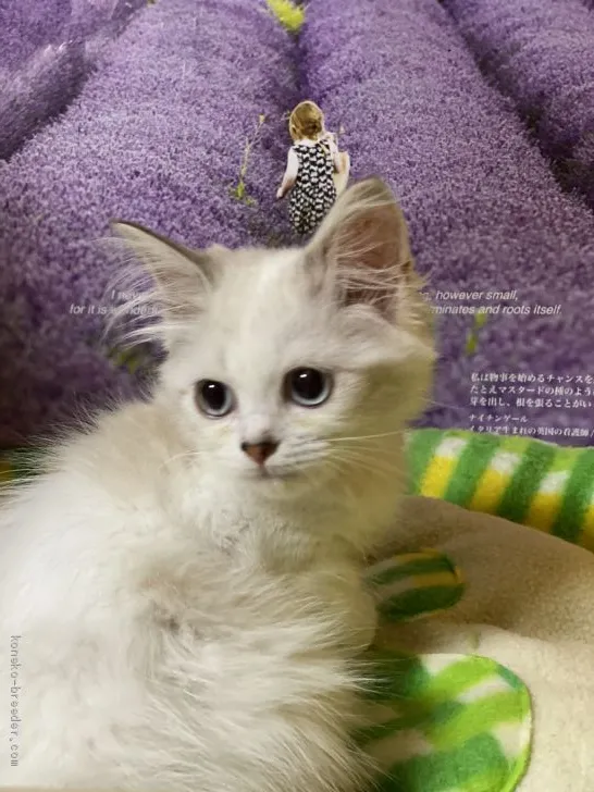 あーちむ 様のお迎えした子猫
