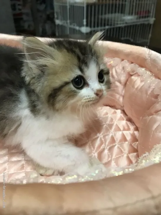 みんと 様のお迎えした子猫