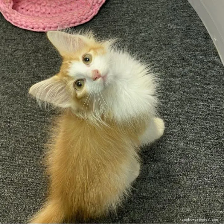 ID:2207-00571の子猫