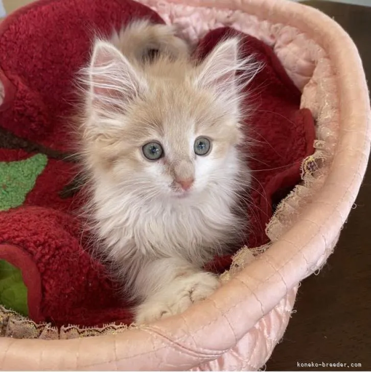 ID:2206-02782の子猫