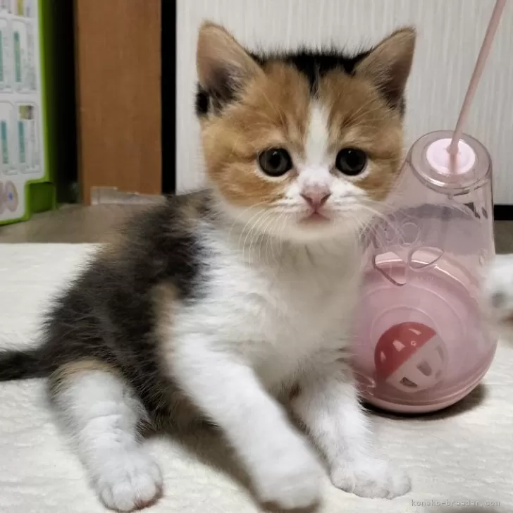 ID:2405-02531の子猫