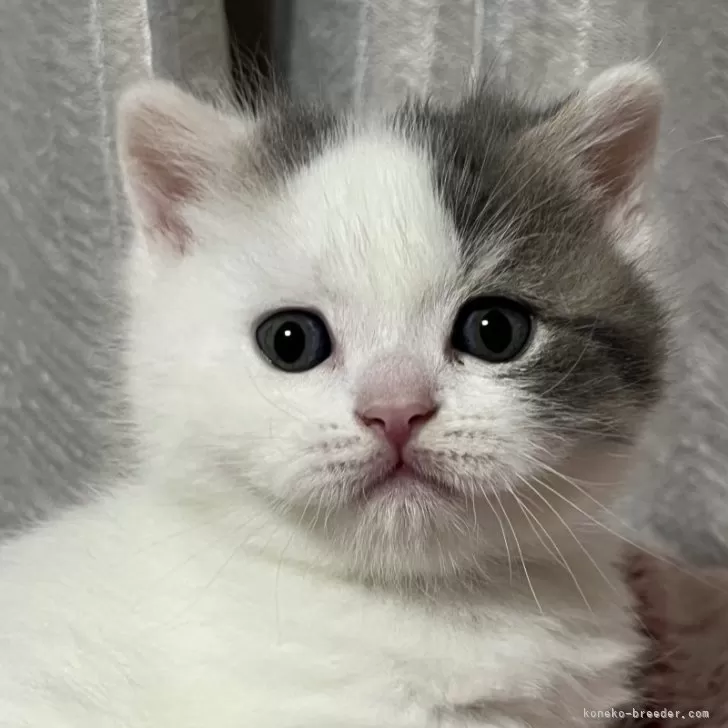 K K K 様のお迎えした子猫