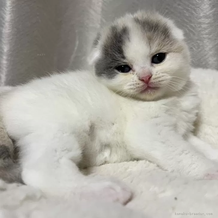 ID：2503-01441の子猫