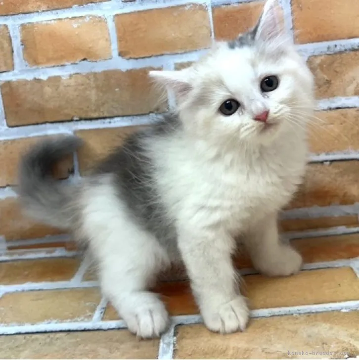 ID:2308-00600の子猫