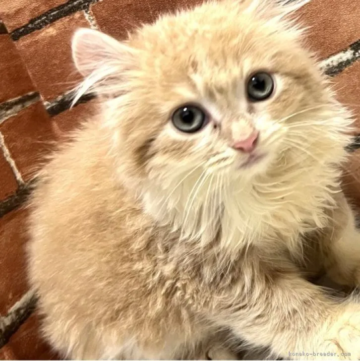 ID:2305-00551の子猫