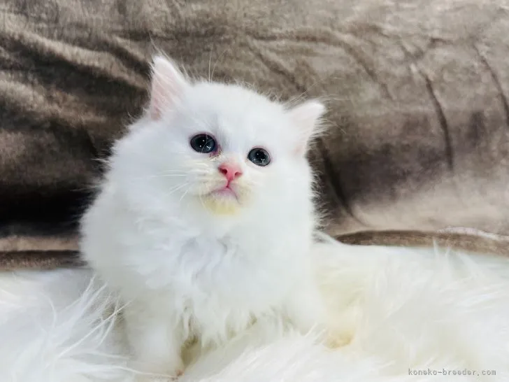 ID:2204-00944の子猫
