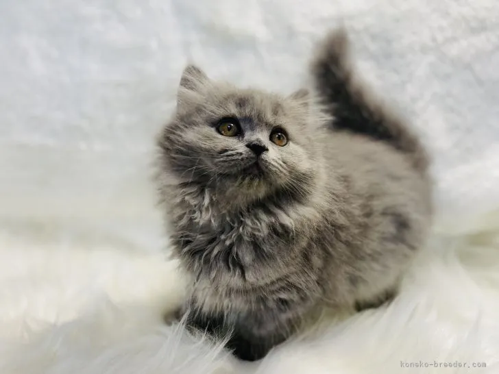 ID:2110-00255の子猫