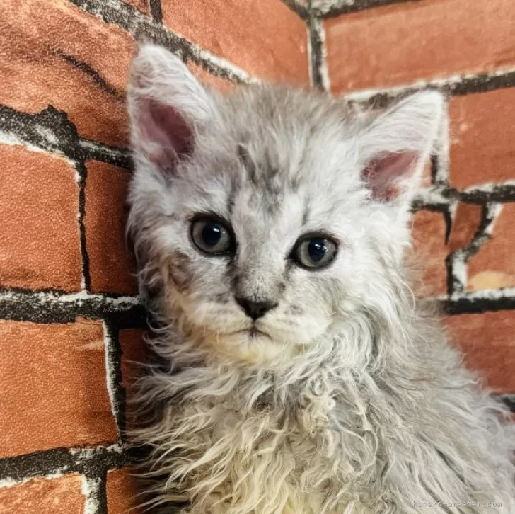 ポニ 様のお迎えした子猫