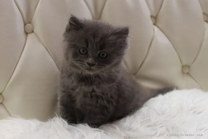 ID:2109-00161の子猫