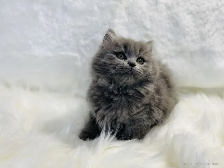 ID:2110-00254の子猫