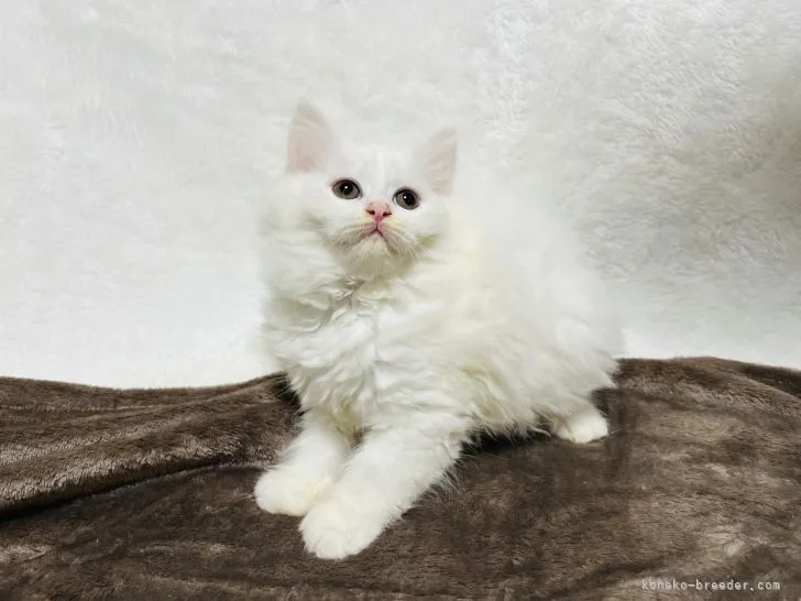 ID:2204-01030の子猫