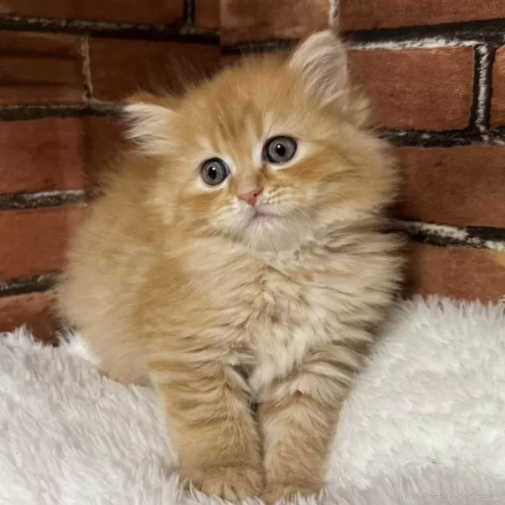 ID:2501-02253の子猫