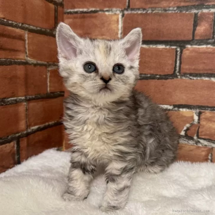 ID:2504-02306の子猫