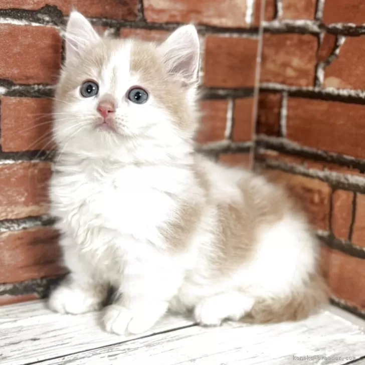 ID:2504-03250の子猫