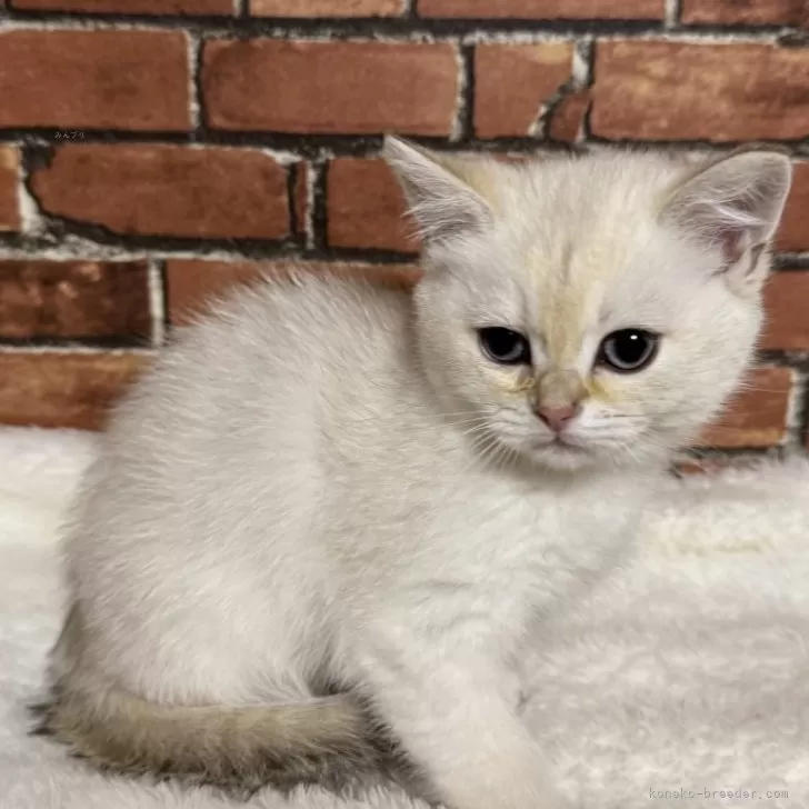 ID:2504-01535の子猫