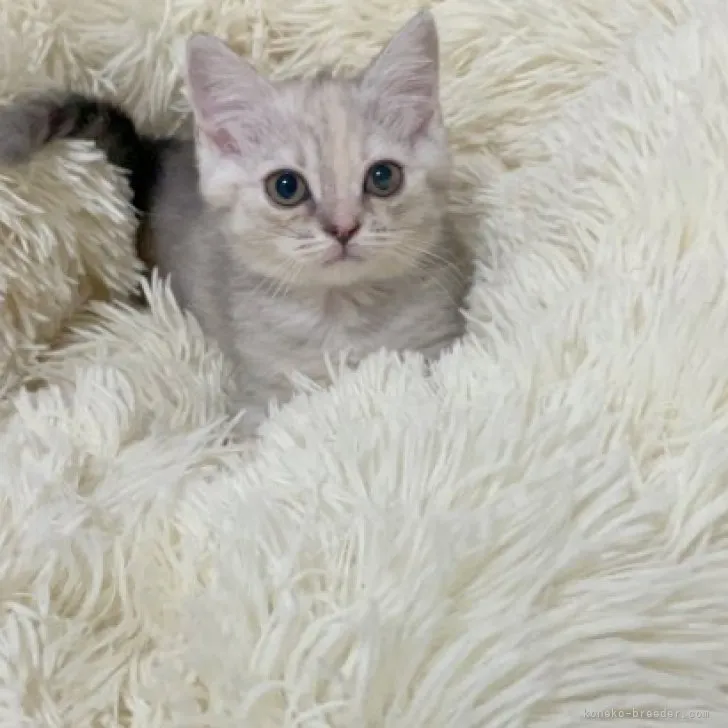 ID:2305-01211の子猫