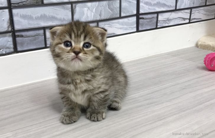 マンチカン 短足 福岡県 女の子 年5月1日 ブラウンパッチドタビー まる顔の耳折れちゃん男の子です みんなの子猫ブリーダー 子猫 Id 06