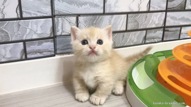 ID:2005-02107の子猫