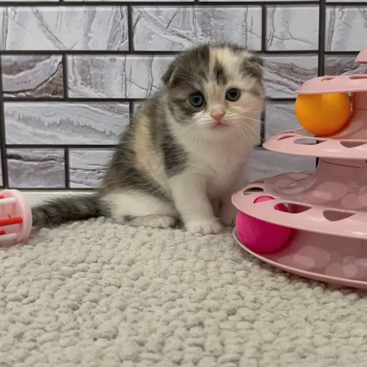 ID:2504-03085の子猫
