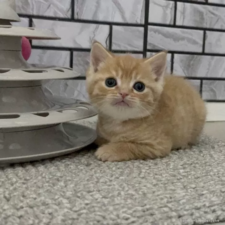 ID:2504-00100の子猫