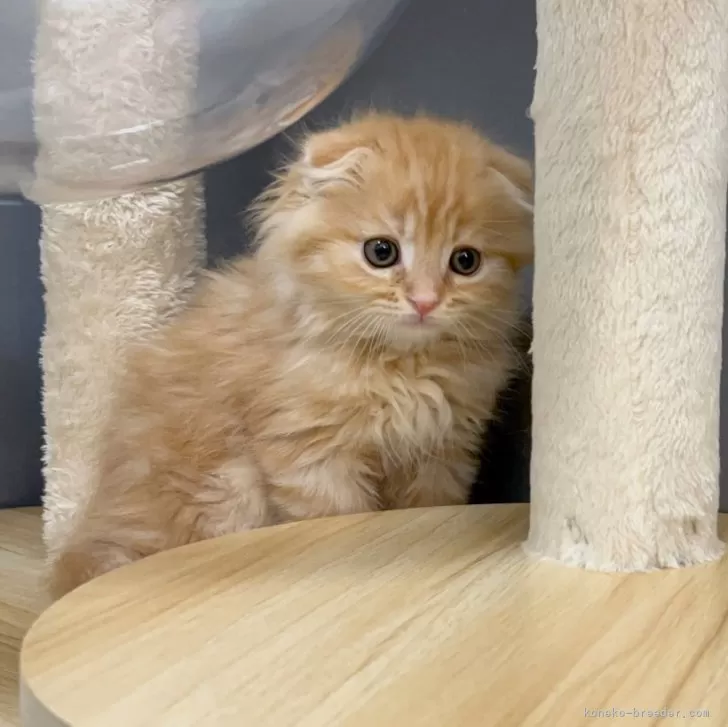 ID:2502-01105の子猫