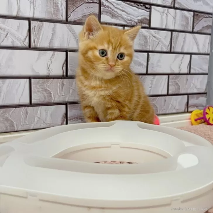 ID:2504-00757の子猫