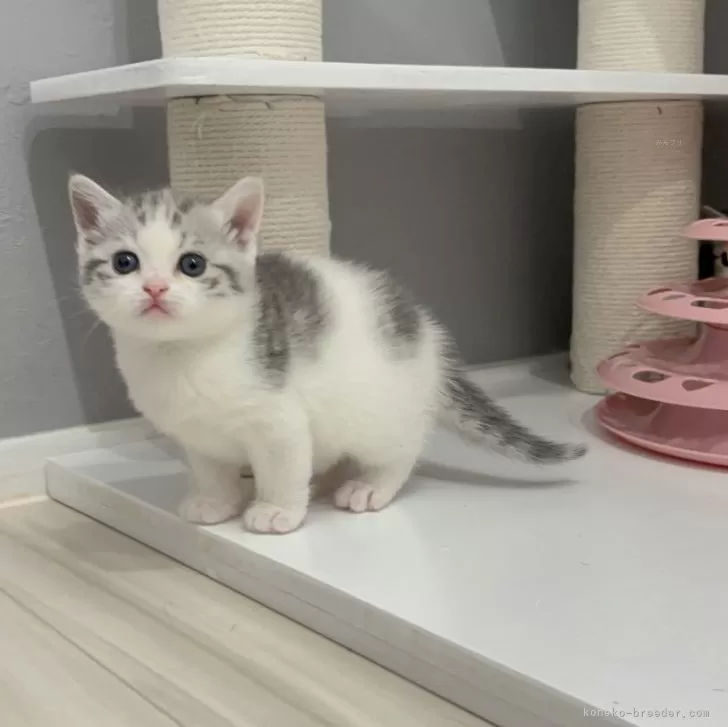 ID:2503-01720の子猫