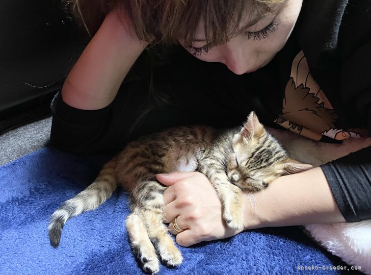 人にもベタ慣れな子猫たち❤︎猫は愛を食べて成長します｜藤岡　詩音(ふじおか　しおん)ブリーダー(埼玉県・ベンガル・ACC登録)の紹介写真10