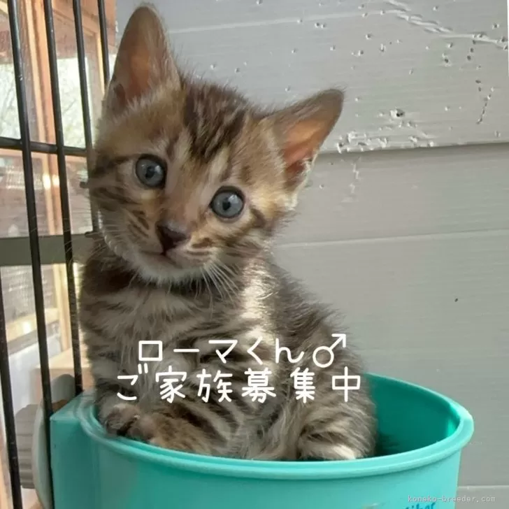 H.T 様のお迎えした子猫