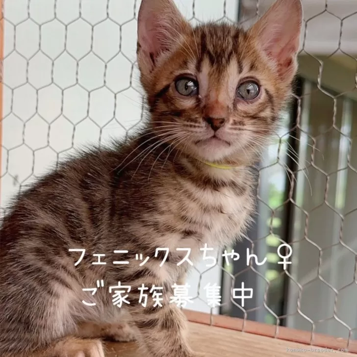 ベンガル【埼玉県・女の子・2024年3月7日・ブラウンスポテットタビーロゼットタイプ】の写真1「ママからの移項抗体が切れ始め、いまから予防接種💉なのでちょっと涙目ですがすぐ治ります」