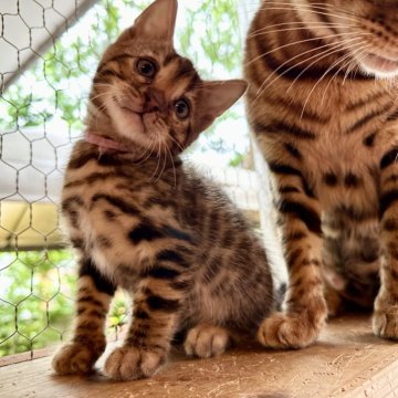 ベンガル【埼玉県・男の子・2024年3月7日・ブラウンスポテットタビーロゼットタイプ】の写真「ぎゅっと上がった口角が可愛すぎる男の子GWセール」