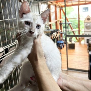 ベンガル【埼玉県・男の子・2024年5月23日・スノーリンクスロゼット】の写真「おうちの中にホワイトタイガーがいるかのよう🐻‍❄」