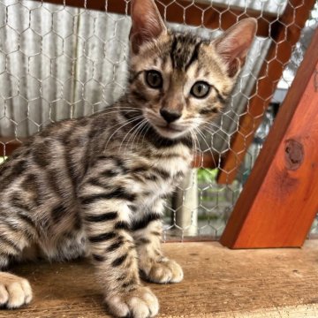 ベンガル【埼玉県・男の子・2024年7月20日・ブラウンスポテットタビー ロゼット】の写真「おっとり優しい子💚ただいま連休割引中⭐︎」