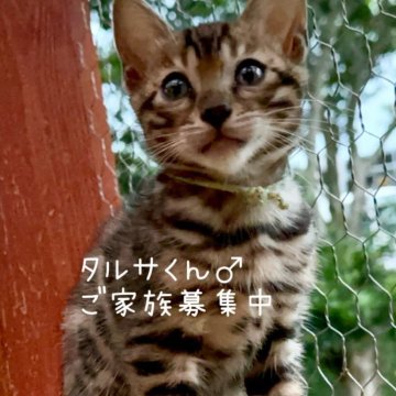 ベンガル【埼玉県・男の子・2024年3月7日・ブラウンスポットタビーロゼットタイプ】の写真「純真無垢で優しい男の子^ ^柄が素晴らしい！」